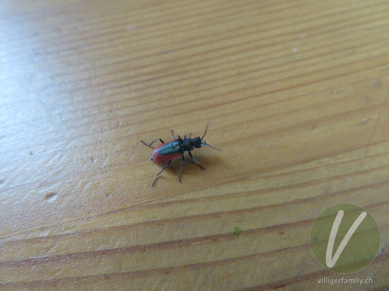 Zipfelkäfer (Malachius rubidus): Übersicht